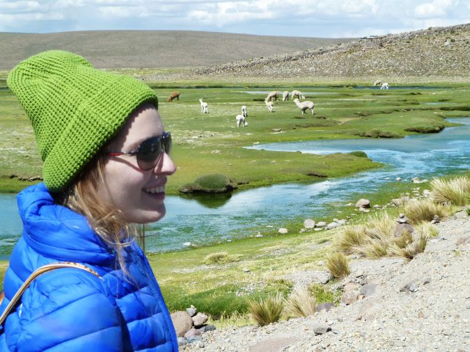 alpacas maravilhosas