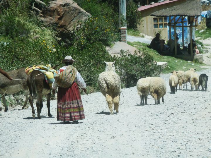 alpacas-e-lhamas-no-valle-del-colca