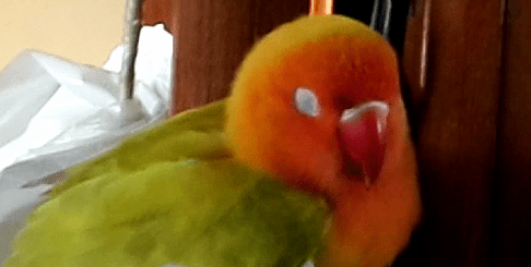 Agripino, o agapornis lindo e revoltado dormindo.png