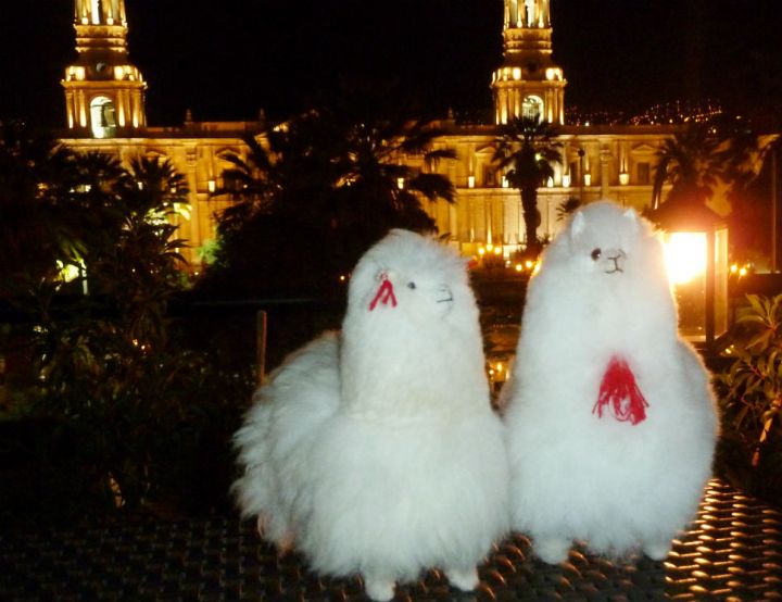 alpacas de pelucia no katari hotel em arequipa