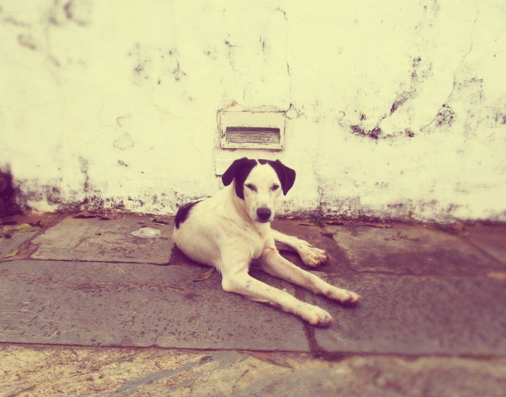 cachorro alfafa em Tiradentes.jpg