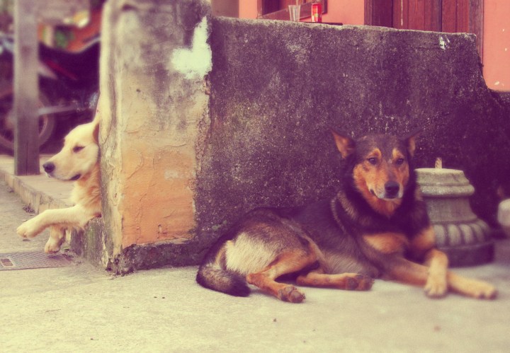 Cachorros em Bichinho Minas Gerais.jpg